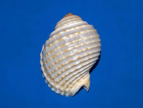 Tonna tessellata